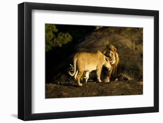 African Lion Pair-Mary Ann McDonald-Framed Photographic Print