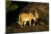 African Lion Pair-Mary Ann McDonald-Mounted Photographic Print