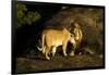 African Lion Pair-Mary Ann McDonald-Framed Photographic Print