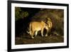 African Lion Pair-Mary Ann McDonald-Framed Photographic Print