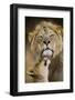 African Lion (Panthera Leo) Cub Reaches For A Moment Of Intimacy With Its Father-Neil Aldridge-Framed Photographic Print