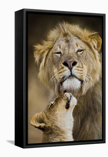 African Lion (Panthera Leo) Cub Reaches For A Moment Of Intimacy With Its Father-Neil Aldridge-Framed Stretched Canvas