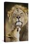 African Lion (Panthera Leo) Cub Reaches For A Moment Of Intimacy With Its Father-Neil Aldridge-Stretched Canvas