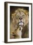 African Lion (Panthera Leo) Cub Reaches For A Moment Of Intimacy With Its Father-Neil Aldridge-Framed Photographic Print