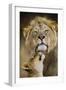 African Lion (Panthera Leo) Cub Reaches For A Moment Of Intimacy With Its Father-Neil Aldridge-Framed Photographic Print