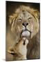 African Lion (Panthera Leo) Cub Reaches For A Moment Of Intimacy With Its Father-Neil Aldridge-Mounted Photographic Print