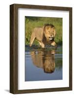 African Lion (Panthera Leo) Growling at Potential Danger in the Water (Panthera Leo) Okavango Delta-Wim van den Heever-Framed Photographic Print