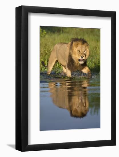 African Lion (Panthera Leo) Growling at Potential Danger in the Water (Panthera Leo) Okavango Delta-Wim van den Heever-Framed Photographic Print