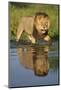 African Lion (Panthera Leo) Growling at Potential Danger in the Water (Panthera Leo) Okavango Delta-Wim van den Heever-Mounted Photographic Print