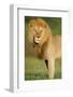 African Lion (Panthera leo), Ndutu, Ngorongoro Conservation Area, Tanzania-null-Framed Photographic Print