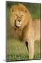 African Lion (Panthera leo), Ndutu, Ngorongoro Conservation Area, Tanzania-null-Mounted Photographic Print
