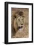 African lion (Panthera leo), Ngorongoro National Park, Tanzania, East Africa, Africa-Ashley Morgan-Framed Photographic Print
