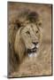 African lion (Panthera leo), Ngorongoro National Park, Tanzania, East Africa, Africa-Ashley Morgan-Mounted Photographic Print