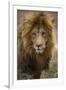 African lion (Panthera leo), Serengeti National Park, Tanzania, East Africa, Africa-Ashley Morgan-Framed Photographic Print