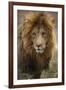 African lion (Panthera leo), Serengeti National Park, Tanzania, East Africa, Africa-Ashley Morgan-Framed Photographic Print