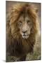 African lion (Panthera leo), Serengeti National Park, Tanzania, East Africa, Africa-Ashley Morgan-Mounted Photographic Print