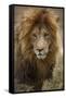 African lion (Panthera leo), Serengeti National Park, Tanzania, East Africa, Africa-Ashley Morgan-Framed Stretched Canvas