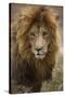 African lion (Panthera leo), Serengeti National Park, Tanzania, East Africa, Africa-Ashley Morgan-Stretched Canvas
