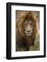 African lion (Panthera leo), Serengeti National Park, Tanzania, East Africa, Africa-Ashley Morgan-Framed Photographic Print