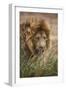 African lion (Panthera leo), Serengeti National Park, Tanzania, East Africa, Africa-Ashley Morgan-Framed Photographic Print