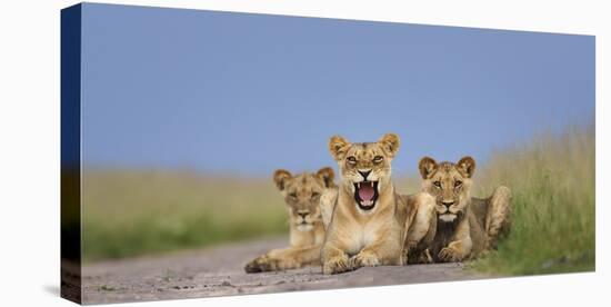 African Lion (Panthera Leo) Three Subadults Resting On The Road-Tony Heald-Stretched Canvas