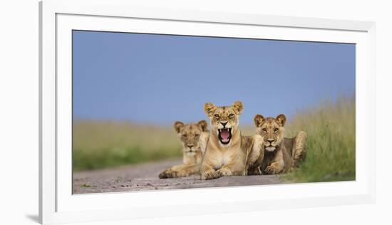 African Lion (Panthera Leo) Three Subadults Resting On The Road-Tony Heald-Framed Photographic Print