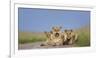 African Lion (Panthera Leo) Three Subadults Resting On The Road-Tony Heald-Framed Photographic Print