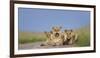 African Lion (Panthera Leo) Three Subadults Resting On The Road-Tony Heald-Framed Photographic Print