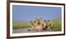 African Lion (Panthera Leo) Three Subadults Resting On The Road-Tony Heald-Framed Photographic Print