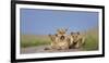 African Lion (Panthera Leo) Three Subadults Resting On The Road-Tony Heald-Framed Photographic Print