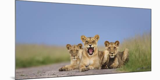 African Lion (Panthera Leo) Three Subadults Resting On The Road-Tony Heald-Mounted Photographic Print