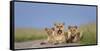 African Lion (Panthera Leo) Three Subadults Resting On The Road-Tony Heald-Framed Stretched Canvas