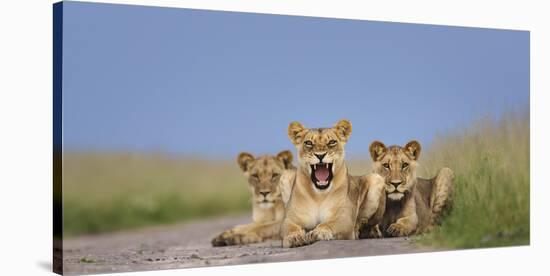 African Lion (Panthera Leo) Three Subadults Resting On The Road-Tony Heald-Stretched Canvas