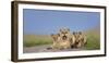 African Lion (Panthera Leo) Three Subadults Resting On The Road-Tony Heald-Framed Photographic Print