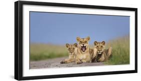 African Lion (Panthera Leo) Three Subadults Resting On The Road-Tony Heald-Framed Photographic Print