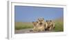 African Lion (Panthera Leo) Three Subadults Resting On The Road-Tony Heald-Framed Photographic Print