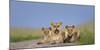 African Lion (Panthera Leo) Three Subadults Resting On The Road-Tony Heald-Mounted Photographic Print