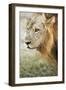 African Lion (Panthera Leo), Zambia, Africa-Janette Hill-Framed Photographic Print