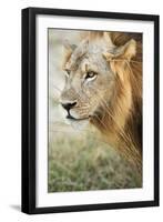 African Lion (Panthera Leo), Zambia, Africa-Janette Hill-Framed Photographic Print