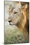 African Lion (Panthera Leo), Zambia, Africa-Janette Hill-Mounted Photographic Print