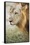 African Lion (Panthera Leo), Zambia, Africa-Janette Hill-Framed Stretched Canvas