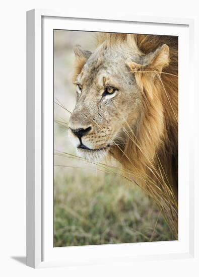 African Lion (Panthera Leo), Zambia, Africa-Janette Hill-Framed Premium Photographic Print