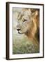 African Lion (Panthera Leo), Zambia, Africa-Janette Hill-Framed Premium Photographic Print