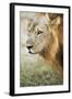 African Lion (Panthera Leo), Zambia, Africa-Janette Hill-Framed Premium Photographic Print