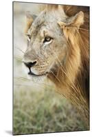 African Lion (Panthera Leo), Zambia, Africa-Janette Hill-Mounted Premium Photographic Print