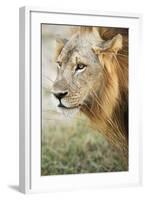 African Lion (Panthera Leo), Zambia, Africa-Janette Hill-Framed Photographic Print