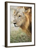 African Lion (Panthera Leo), Zambia, Africa-Janette Hill-Framed Photographic Print