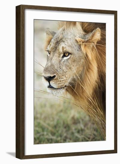 African Lion (Panthera Leo), Zambia, Africa-Janette Hill-Framed Photographic Print