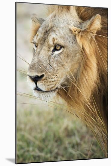 African Lion (Panthera Leo), Zambia, Africa-Janette Hill-Mounted Photographic Print