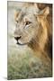 African Lion (Panthera Leo), Zambia, Africa-Janette Hill-Mounted Photographic Print